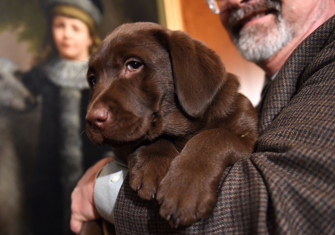 Cucciolo di Labrador