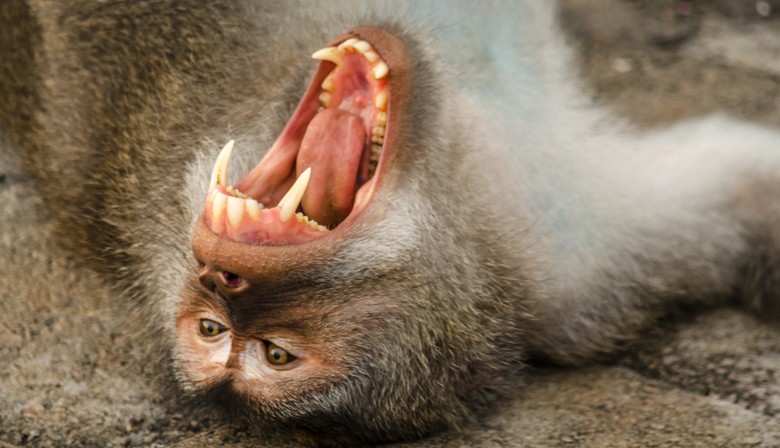 macaco