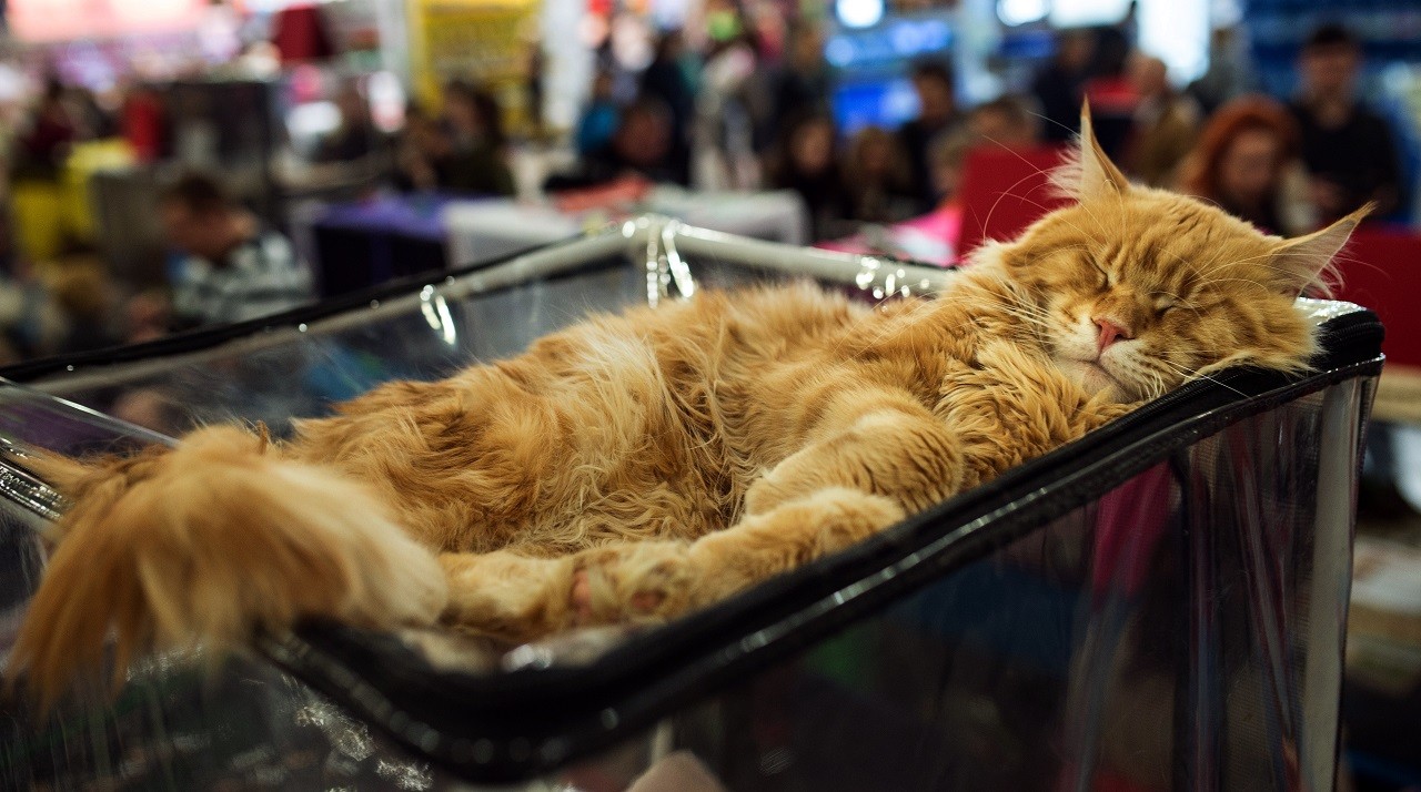 Maine Coon