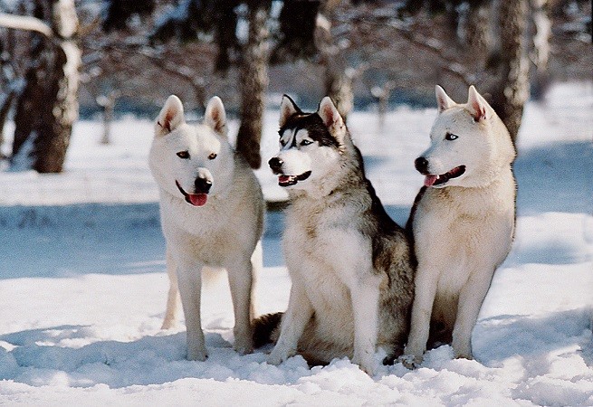 siberian husky