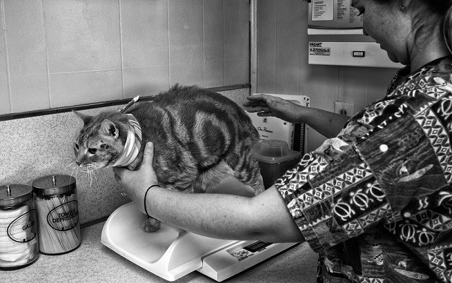 veterinario