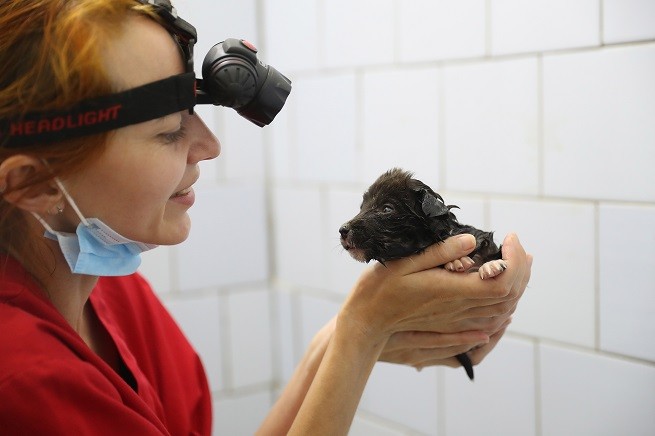 veterinario