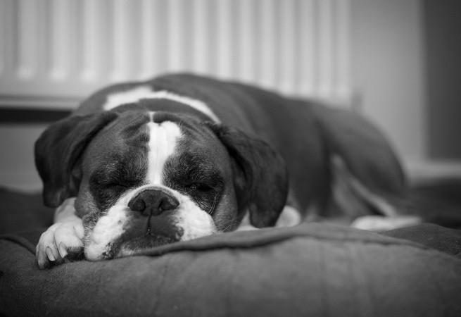 cane dorme