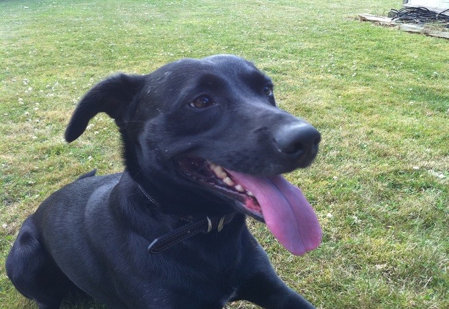 cane nero