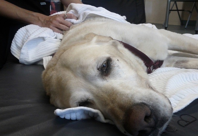 Cane veterinario