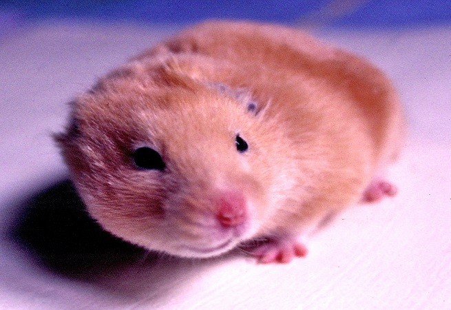 criceto