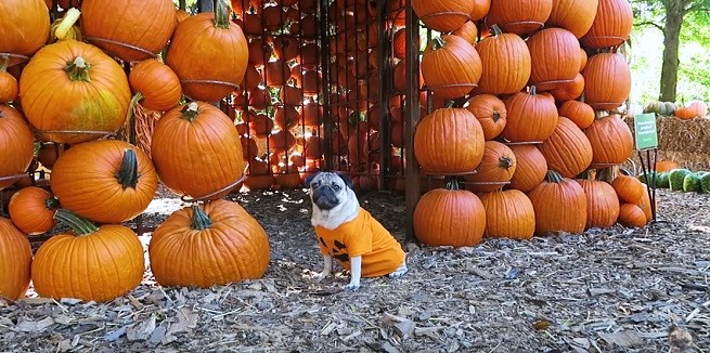 Doug the Pug, zucche