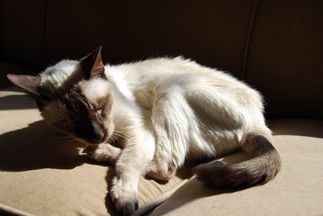 gatto anziano