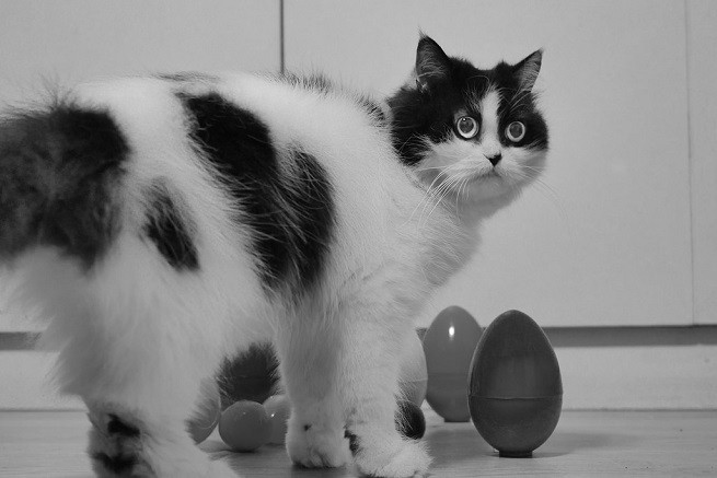 gatto bianco nero