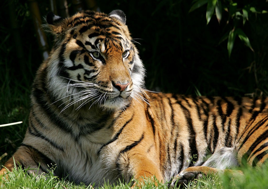 Napoli tigre morta