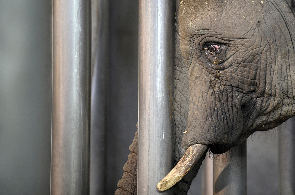 Zoo sofferenza animali