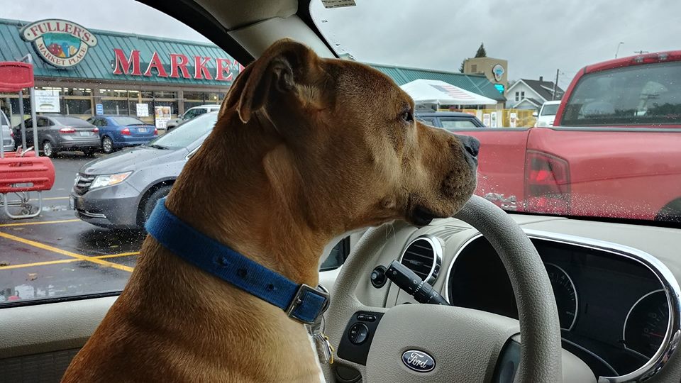 Hank
