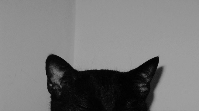 orecchie gatto