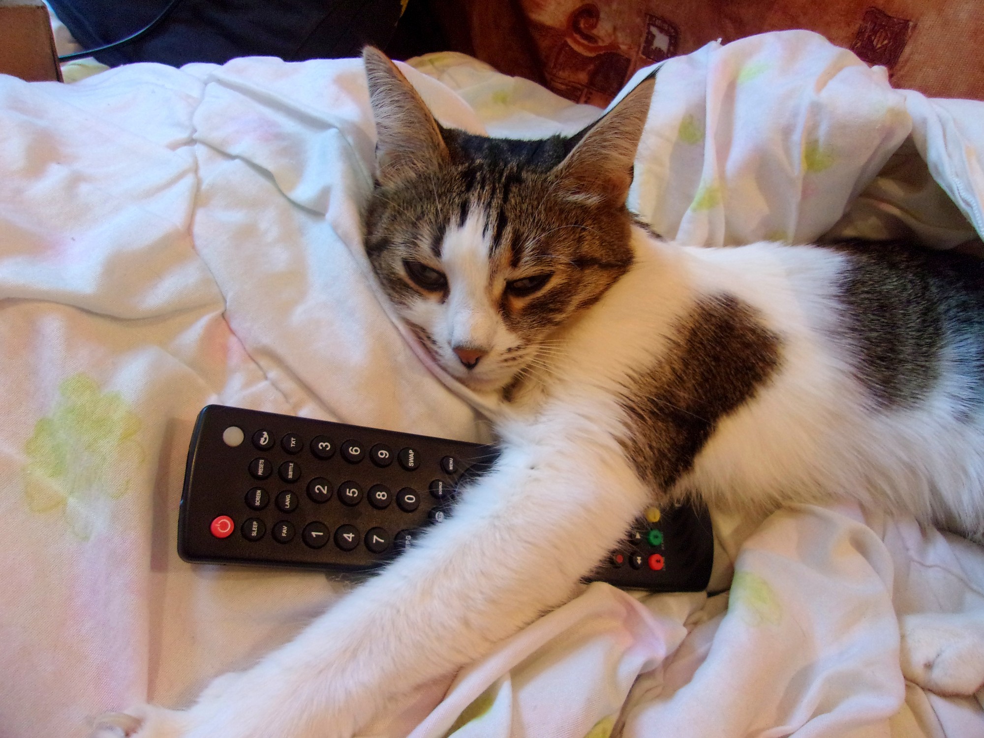 Gatto relax