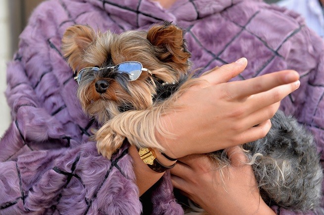 Yorkshire terrier
