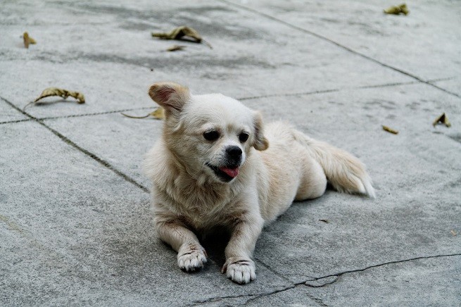 Cane