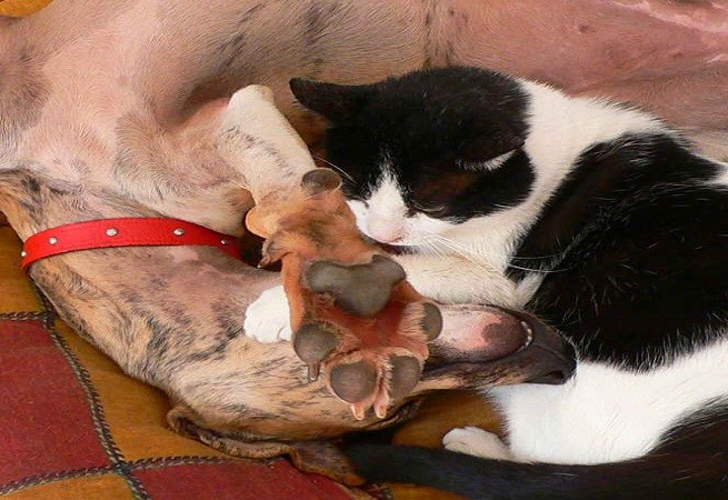 Cane e gatto