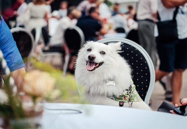 Cane ristorante