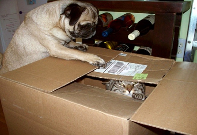 Carlino con gatto