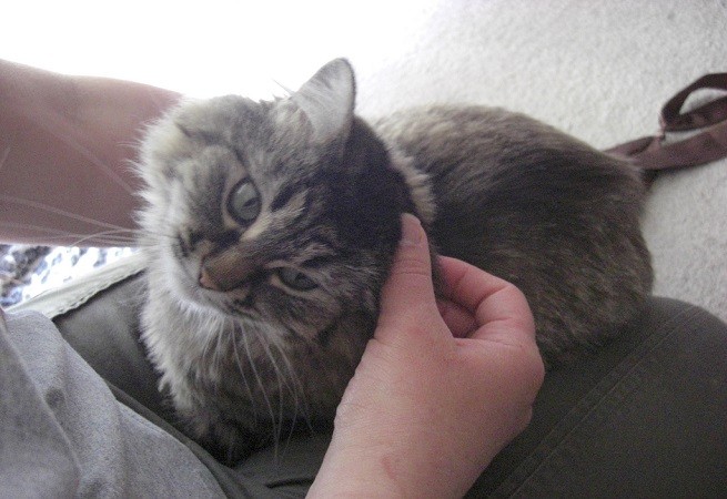 Gattino prurito orecchie
