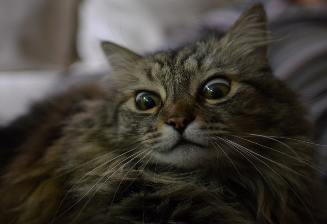 Gatto