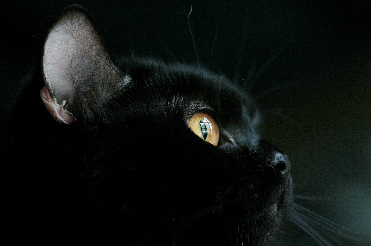 Gatto nero