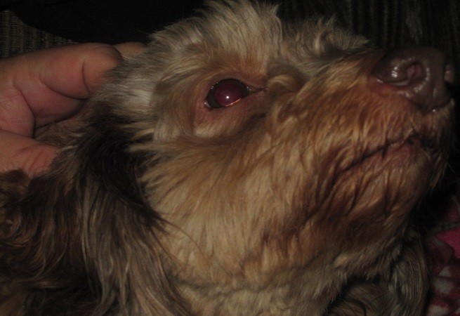 Testa cane