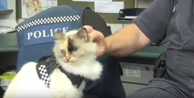 Tia, gatta poliziotto