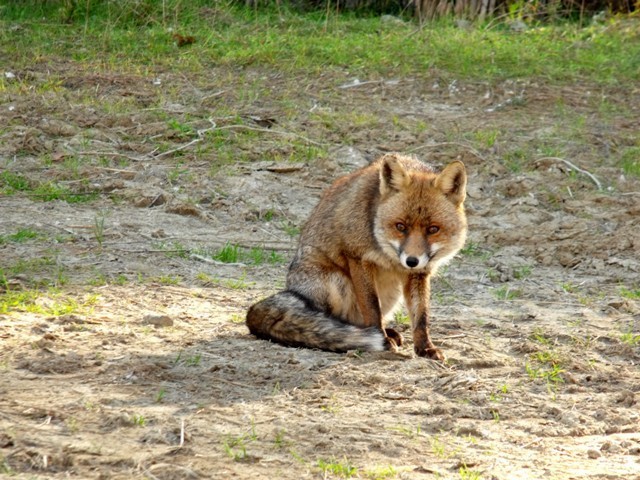 Il cane sfrattato dalla volpe