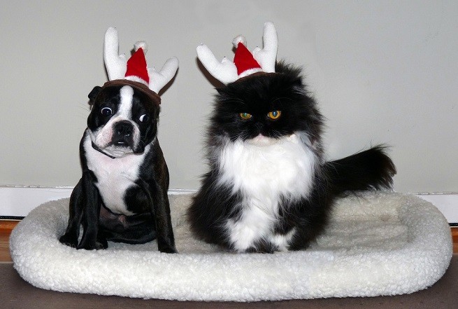 Cane e gatto a Natale