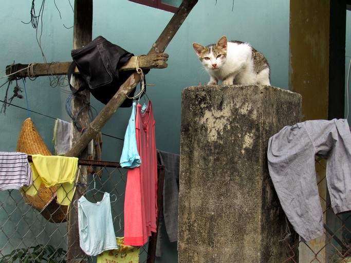 gatti