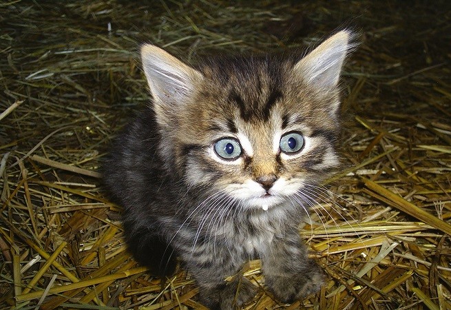 Gattino