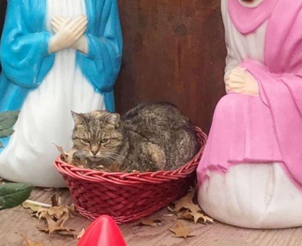 Gatto nel presepe