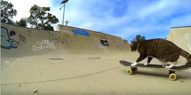 gatto skateboard