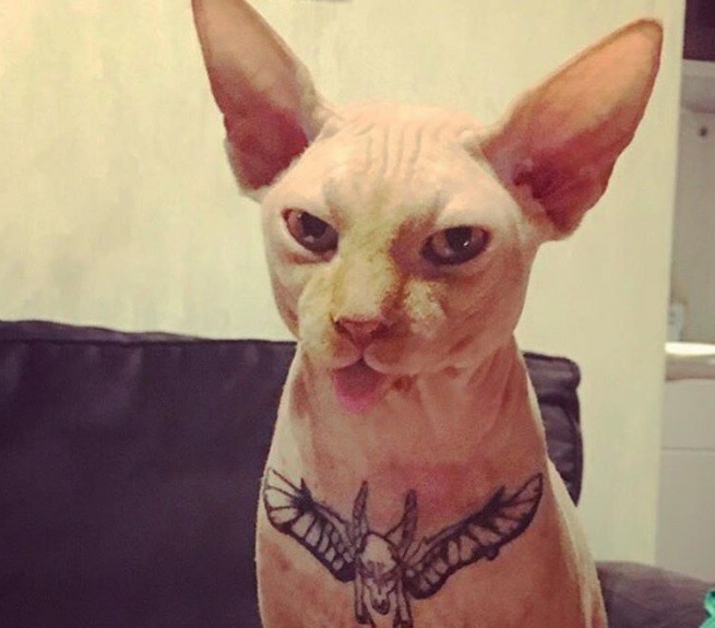 Gatto tatuato