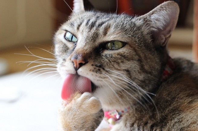Gatto zampa
