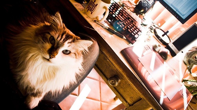 Gatto