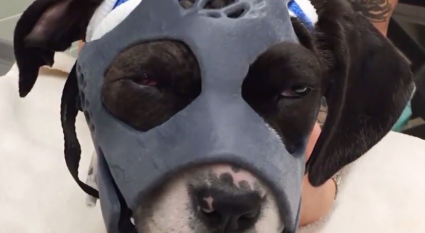 Loca cagnolina