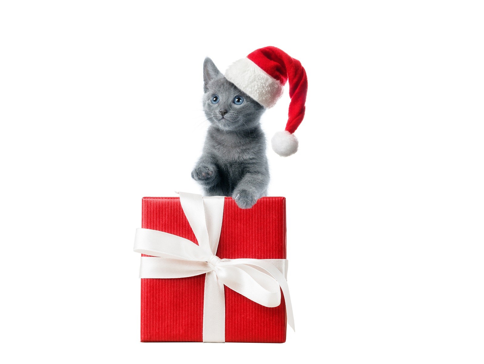 Regali di Natale per gatti