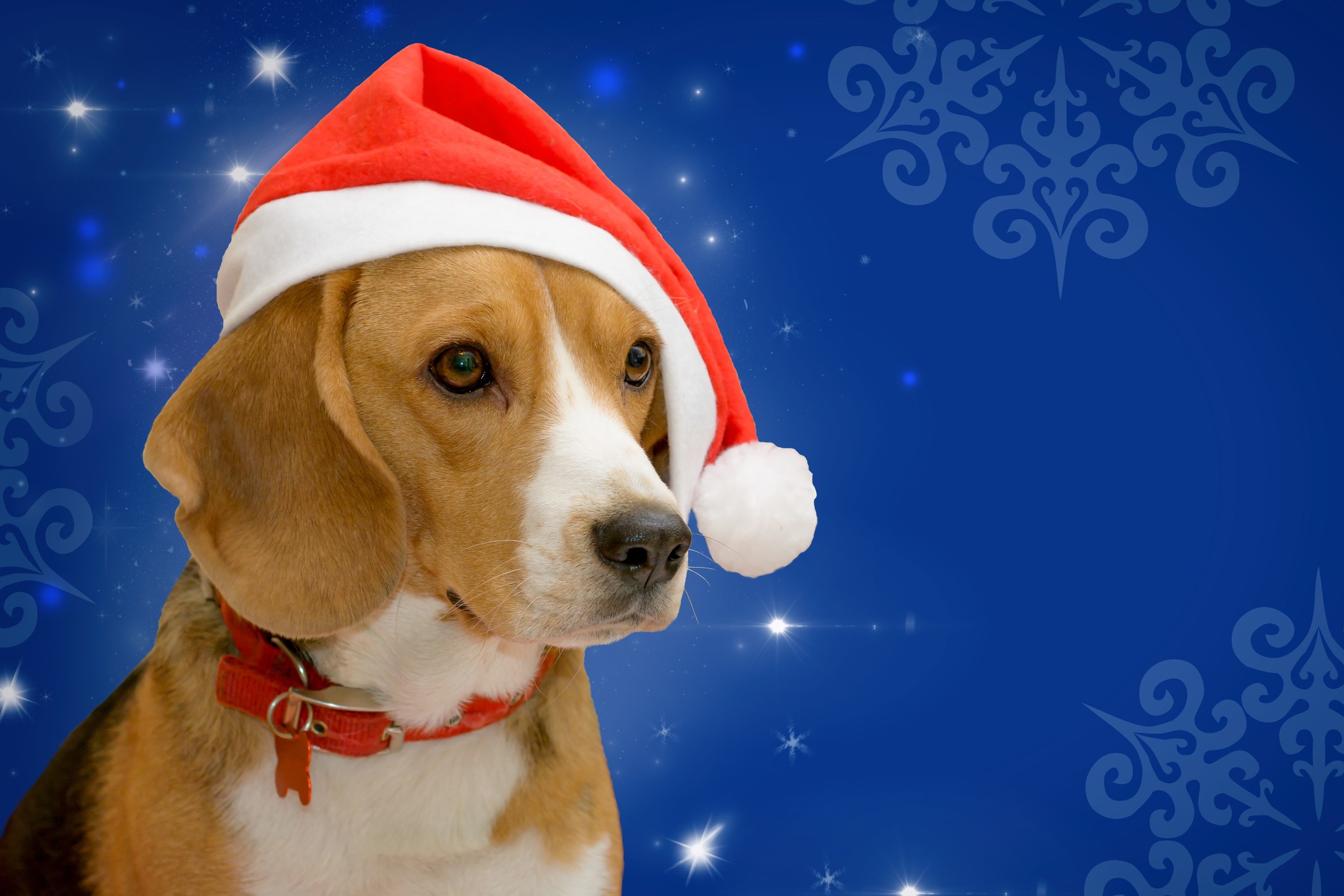 Costumi di Natale fai da te per cani