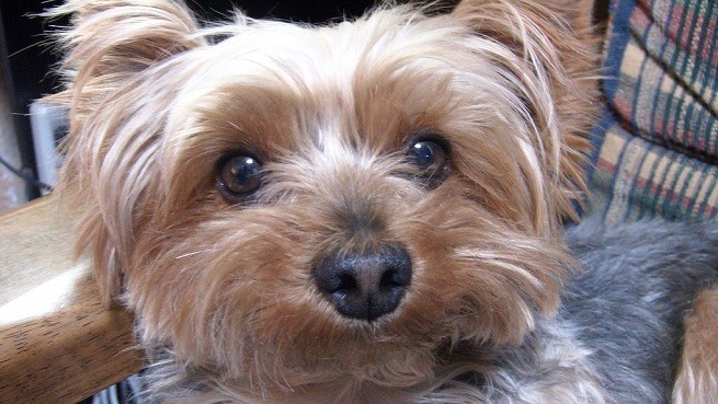 Yorkshire terrier