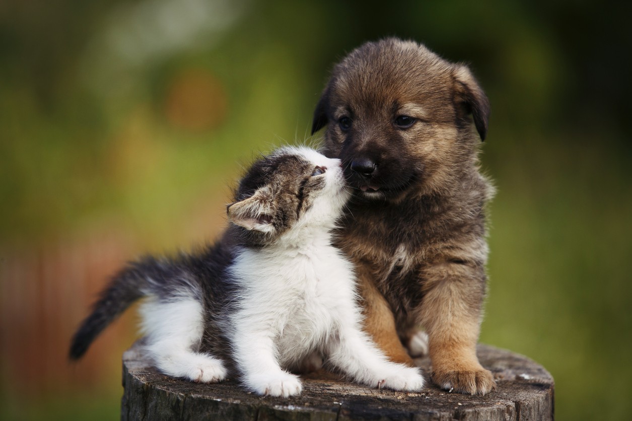 animali domestici