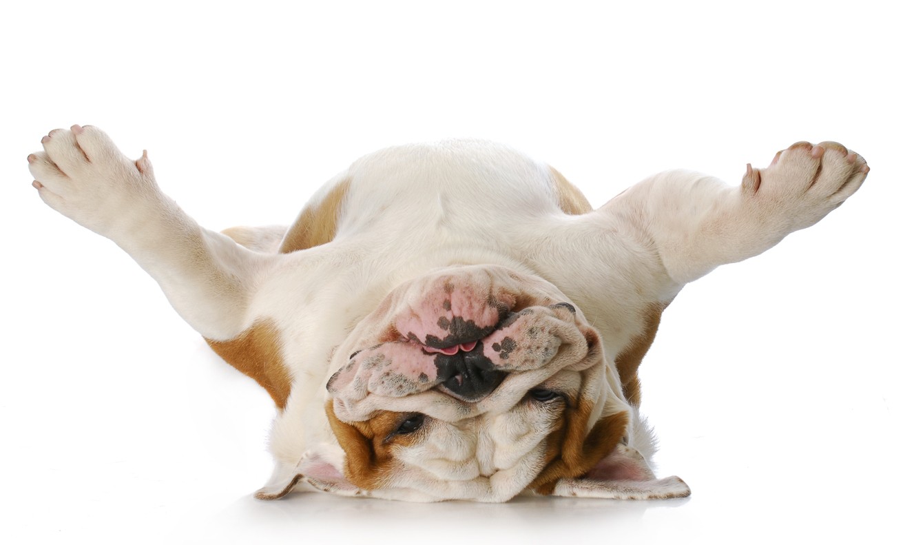 Bulldog Inglese