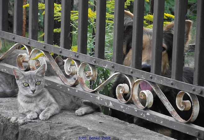 Gatto cane