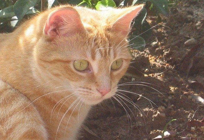 Gatto rosso