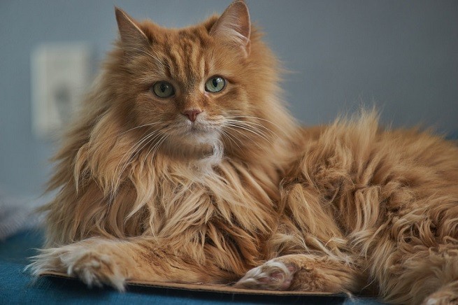 Gatto rosso