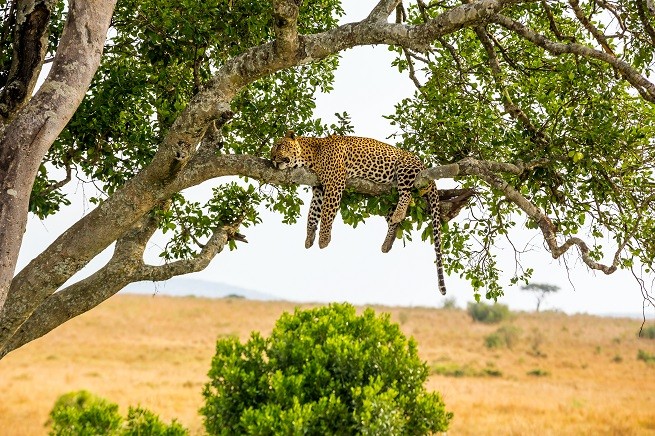 Grandi felini, savana