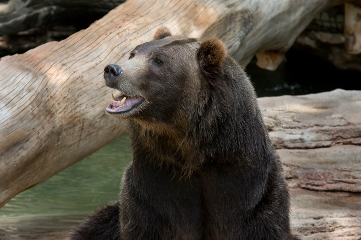 orso letargo