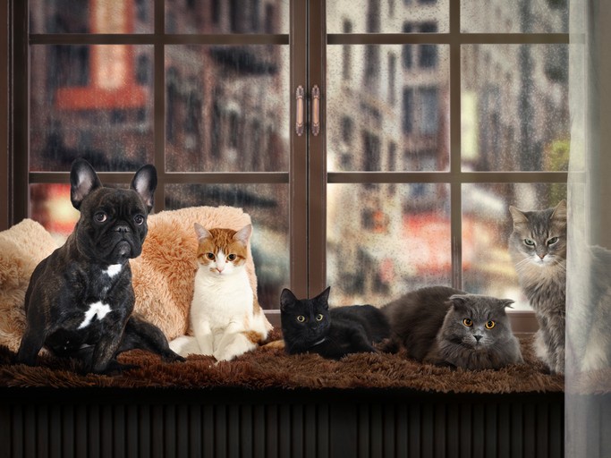 Quanti animali si possono tenere in casa