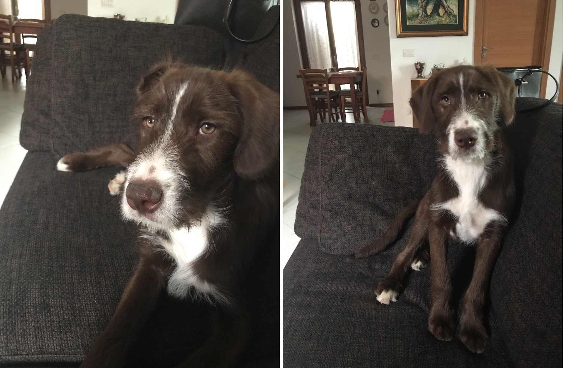 Adozioni animali su Petsblog Billo